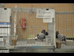 Concurso de Palomas 2012